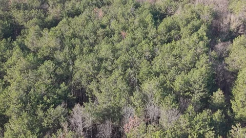 Top Down Aerial View of Green Forest Canopy in Sunlight Stock Footage 324889580