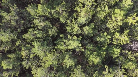 Top Down Aerial View of Green Forest Canopy in Sunlight Stock Footage 324889617