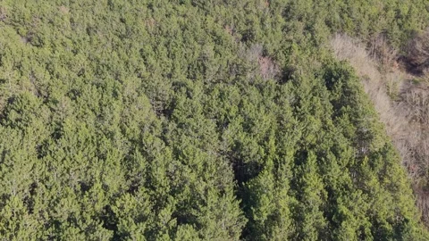 Top Down Aerial View of Green Forest Canopy in Sunlight Stock Footage 324889620
