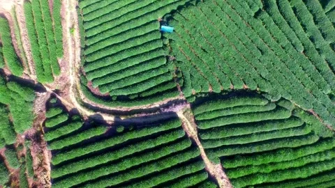 Top down aerial view of green tea plantation rows Stock Footage 333816775