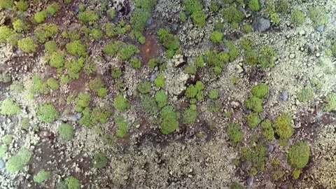 Top down aerial view of green scrubland and volcanic soil, Las Hoyas, Lanzarote Stock Footage 336238187