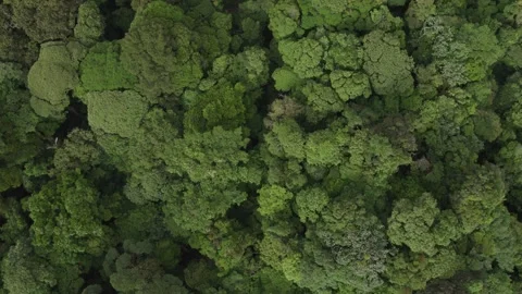Top down aerial view of green tree tops over mountain cloud forest, Costa Rica Stock Footage 339879530