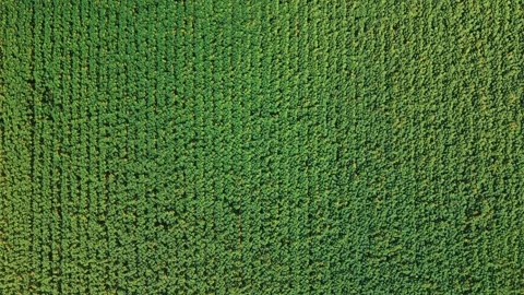 Top down aerial view of green sunflower field background Vídeo Stock 341285097
