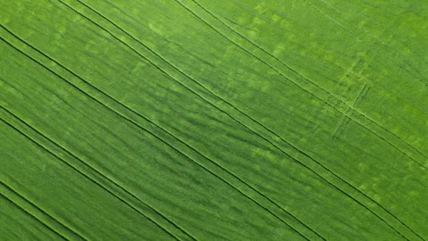 Top Down Aerial View of Green Field Moving in the Wind Stock Footage 342810945