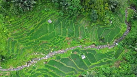 Top down aerial view of green rice fields and stream in Indonesia Stock Footage 343331650