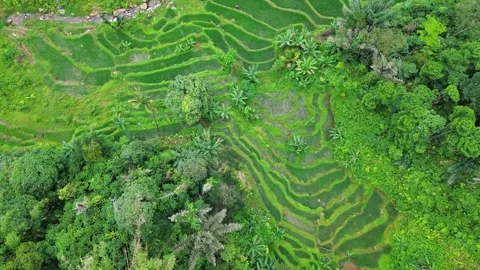 Top down aerial view of green rice terraces and river in Indonesia Stock Footage 343331652