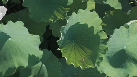 Top down aerial view of green lotus leaves pattern Stock Footage 343573517