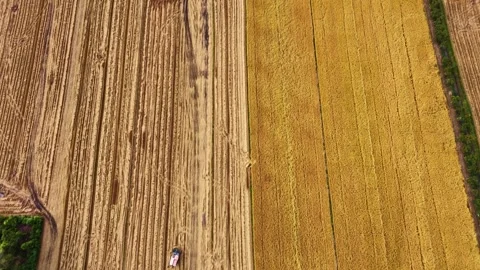Top-down aerial view of harvested and unharvested rice fields Stock Footage 337700899