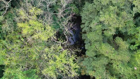 Top-Down Aerial View of Hidden River Pool Inside Dense Atlantic Forest Canopy  Vídeos de archivo 334617564