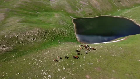 Top down aerial view of horses on green shore of mountain lake in Kazakhstan 스톡 동영상 337203711
