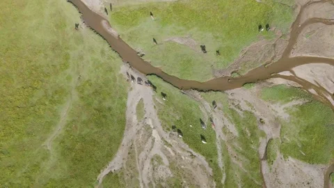 Top-down aerial view of horses among braided streams, Song-Kol Lake, Kyrgyzstan Video stock 347240652