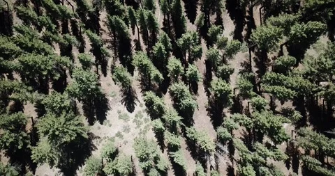 Top Down Aerial View of Inyo National Forest Stock Footage 219581496