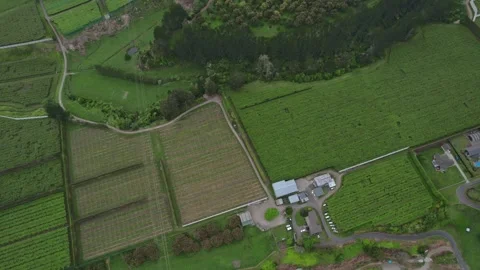Top-down aerial view of kiwi plantations in Te Puke, New Zealand, showcasing Stock Footage 300753253