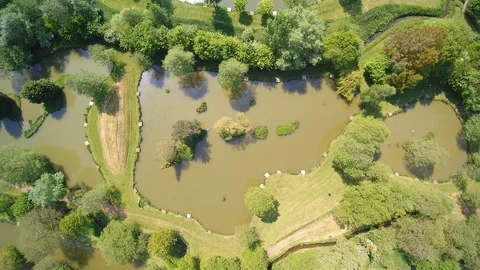 Top down Aerial view of lakes and trees showing water and vegetation Video stock 94140141