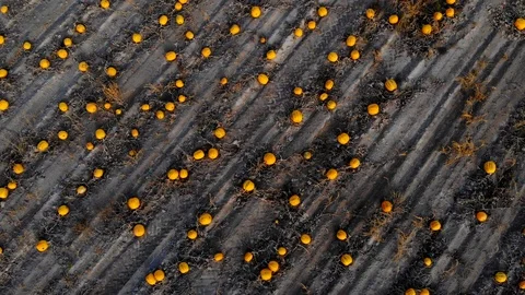 Top-down aerial view of large pumpkin field Stock Footage 118265097