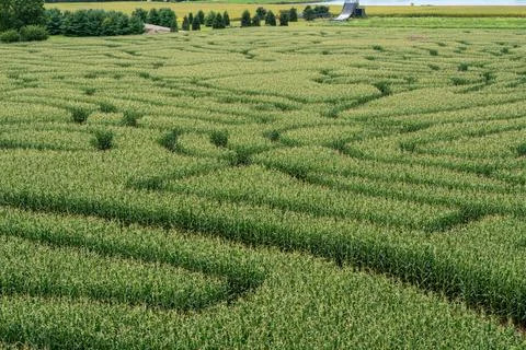 Top-down aerial view of a large cornfield maze with winding paths Stock Photos