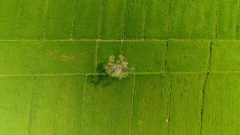 Top-Down Aerial View of Lone Tree in Green Rice Fields Creating Natural Pattern Stock Footage 328135178
