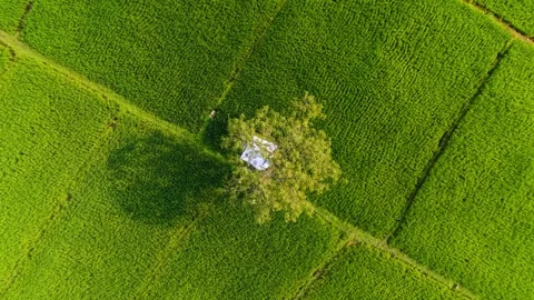 Top-Down Aerial View of Lone Tree in Green Rice Fields Creating Natural Pattern Stock Footage 328142031