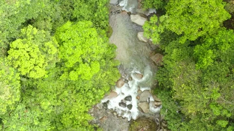 Top down aerial view of a lush green tropical forest and a small river Vidéo 146351868