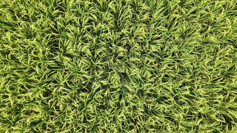Top-Down Aerial View of Lush Green Rice Fields - 4K Drone Footage Stock Footage 333776196