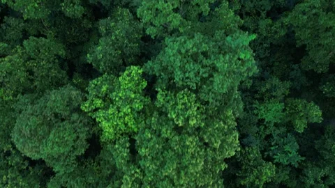 Top down aerial view of lush green tropical forest canopy, drone shot Stock Footage 341940413