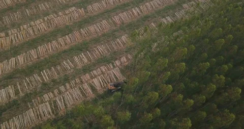 Top Down Aerial View of Machine Harvesting Trees in Countryside of Paraguay Stock-Footage 125397843
