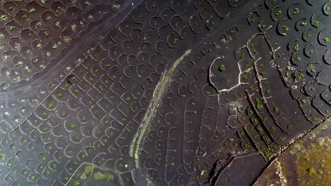 Top down aerial view of Malvasia grape vines in La Geria, Lanzarote Stock Footage 336247662