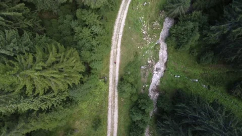 Top-down aerial view of a man hiking on a trail revealing the tall pine trees Stock Footage 194554683
