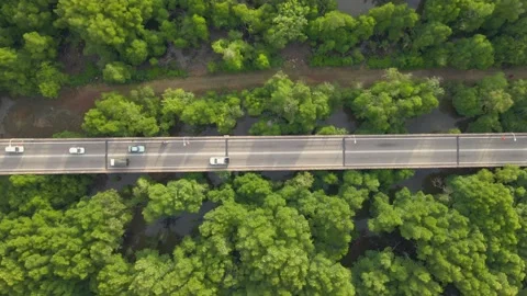 Top down aerial view of mangrove forest Stock Footage 135415047