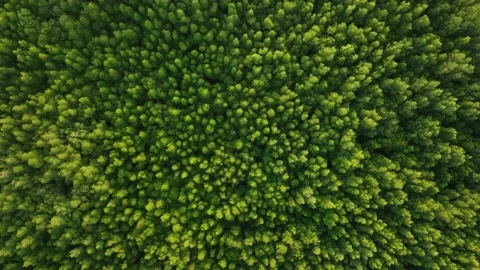 Top down aerial view of mangrove forest, drone zoom in spins above the tree Video stock 172468957
