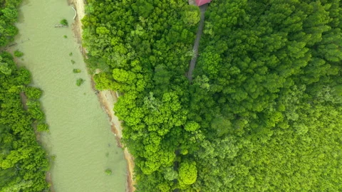 Top Down Aerial View of Mangrove Wetland Water Systems for Climate Resilience Stock Footage 325568844