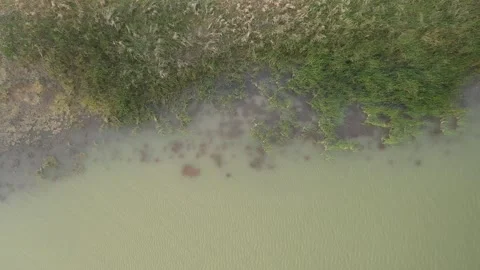 Top Down Aerial View Of Marshy Grassland And Shallow Water Stock Footage 324700830
