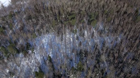 Top-Down Aerial View of Mixed Winter Forest and Snow Stock-Footage 331071974
