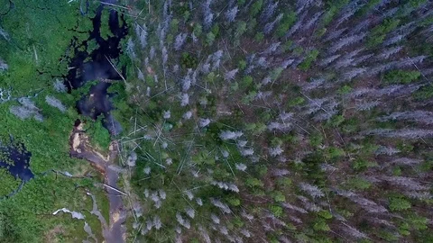 Top down aerial view of mountain forest and wetlands Stock Footage 80358084