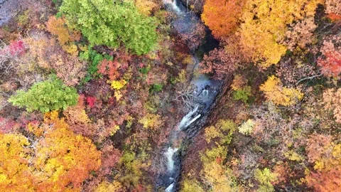 Top Down Aerial View of Mountain Stream in Autumn Forest│4K Stock Footage 329054330