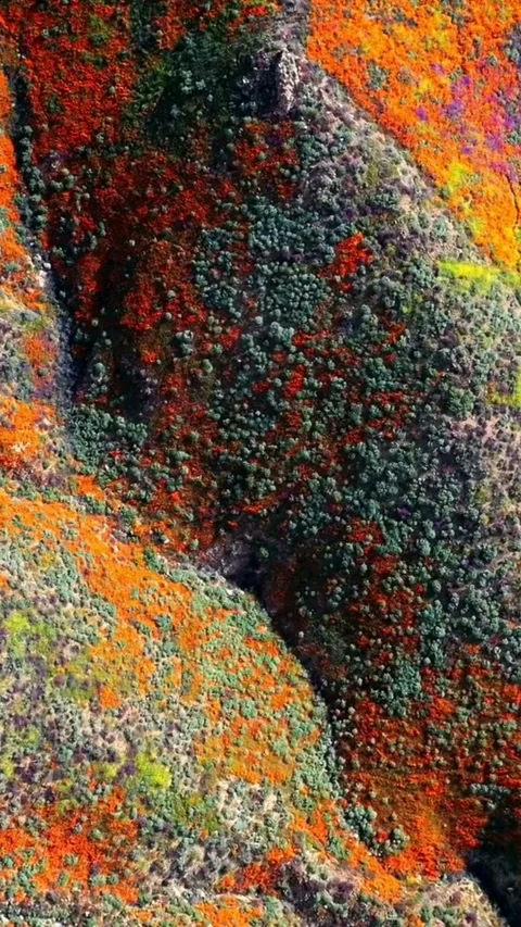 Top down aerial view of mountain hillside covered in Video stock 333158818