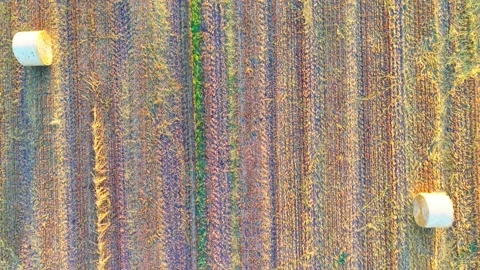 Top-down aerial view of mown field with linear rows Stock Footage 340921198