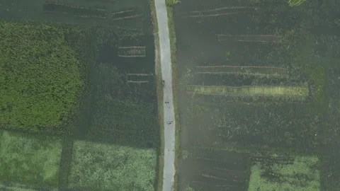 Top down aerial view of narrow rural road cutting through green paddy field.. Vídeo Stock 344998683