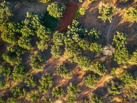 Top down aerial view of olive tree orchard on red soil Stock-Fotos