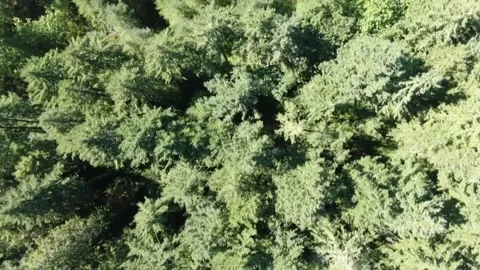 Top down Aerial view of Oregon forest 動画素材 164339119
