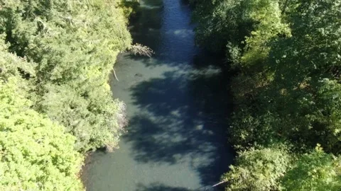 Top down Aerial view of Oregon forest and river 動画素材 164339129
