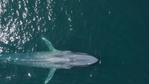 Top down aerial view over huge grey whale swimming in blue sparkling water of 스톡 동영상 127403898