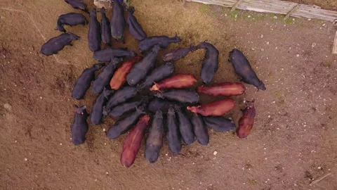 Top down aerial view over a herd of cattle at a farm. Stock Footage 168690903