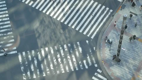 Top down aerial view over the ginza zebra crossing street road with crowded.. Stock Footage 309624940