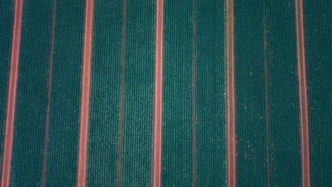Top-Down Aerial View of Parallel Geometric Agricultural Crop Rows 動画素材 338351035