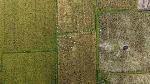 Top Down Aerial View of Patterned Rice Fields During Harvest Season in Bali Stock Photos