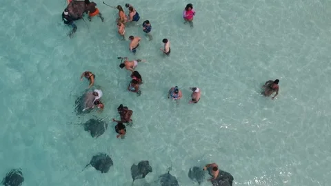 Top down aerial view people swim with stingrays in crystal clear water.Activi Stock Footage 158177370