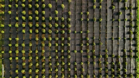Top down aerial view of a pepper plantation in kampot, cambodia. A famous Video stock 322519984