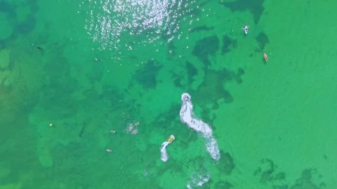 Top-Down Aerial View of Personal Watercrafts on Emerald Green Ocean Vídeo Stock 327889152