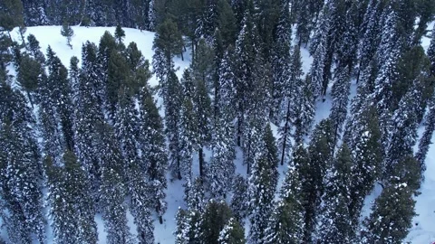 Top down aerial view of pine trees forest covered in snow in Himalayan mountains Stock Footage 269455753